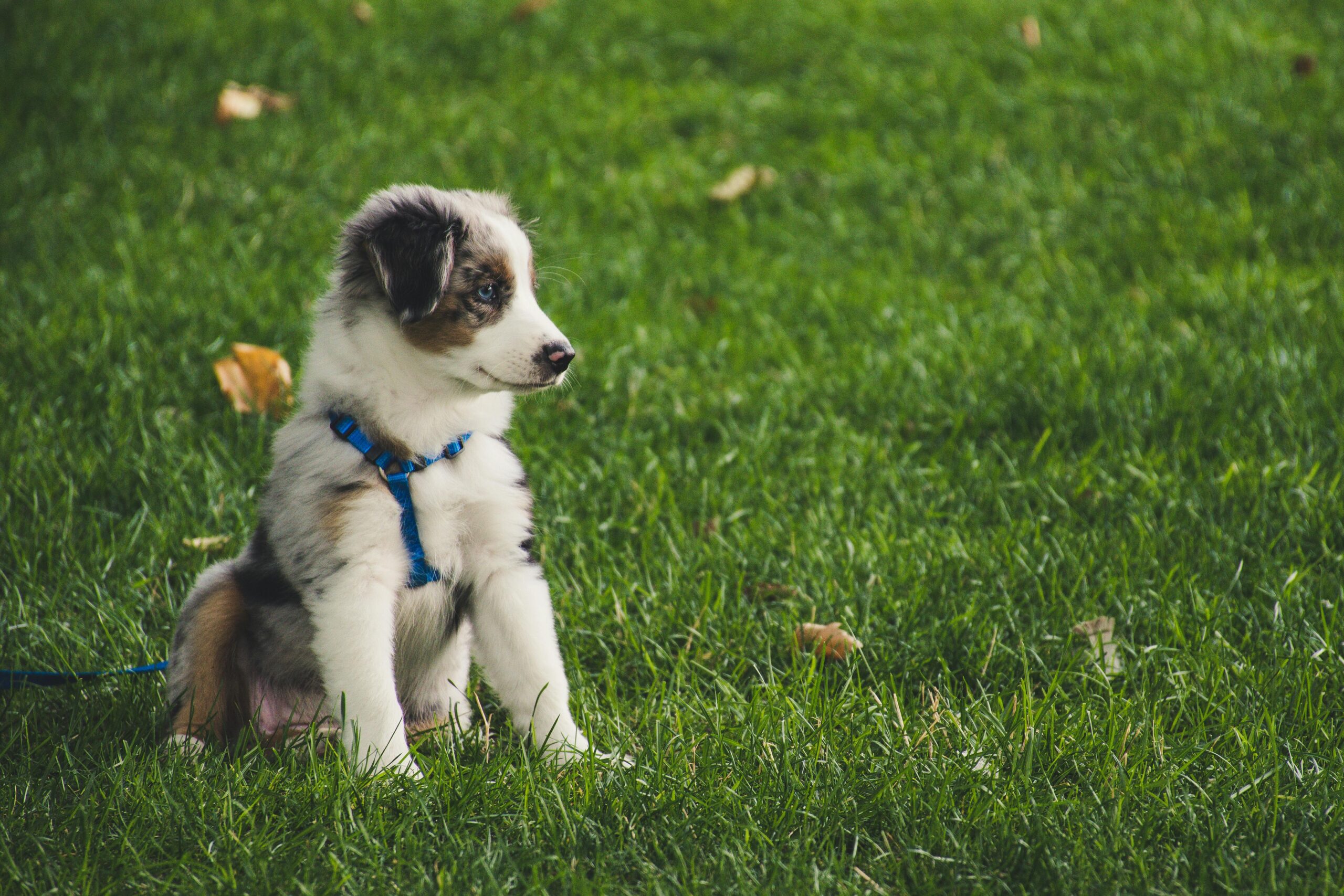 100 Cute Dog Names With Meanings (2026 Guide)
