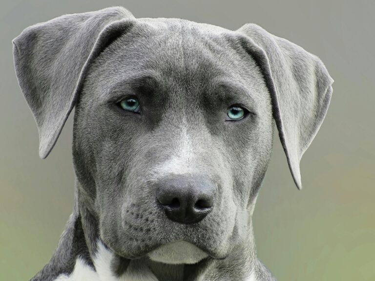 How to choose the perfect pet name