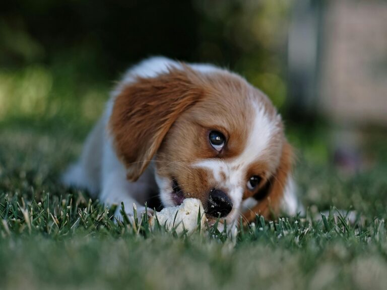 Pet personality and name ideas