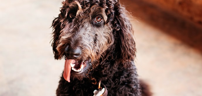 How to Choose the Perfect Name for Your Pet